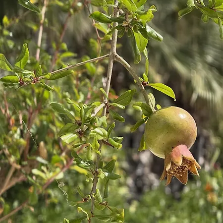 Holiday home 5-min Walk To - Bright 2-br With Private Garden & Sunset Views *