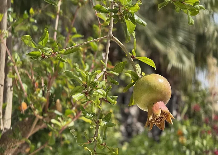 別荘 5-min Walk To - Bright 2-br With Private Garden & Sunset Views *